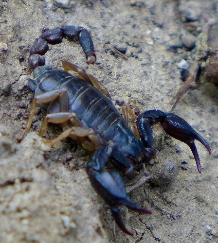 Forest scorpions (Uroctonus)