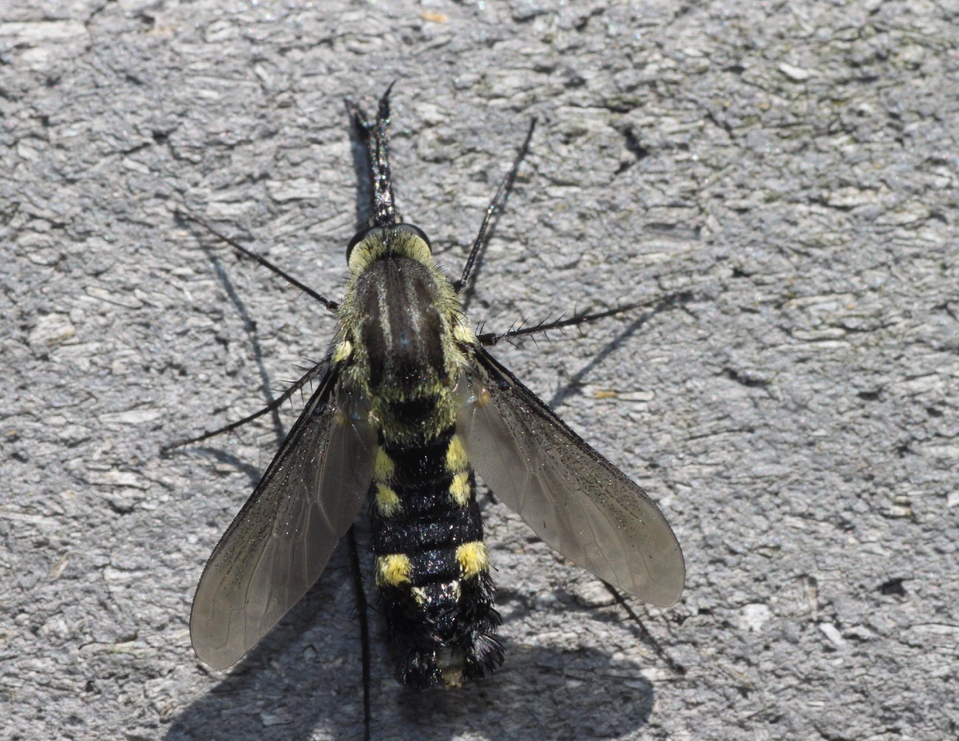 Lepidophora (Lepidophora)