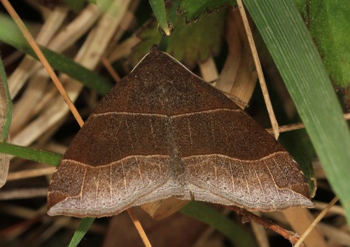 Parallelia (Parallelia)