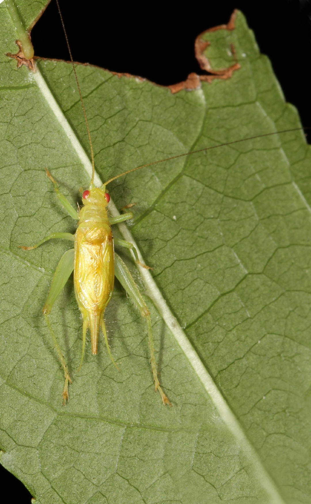 Green trigs (Cyrtoxipha)