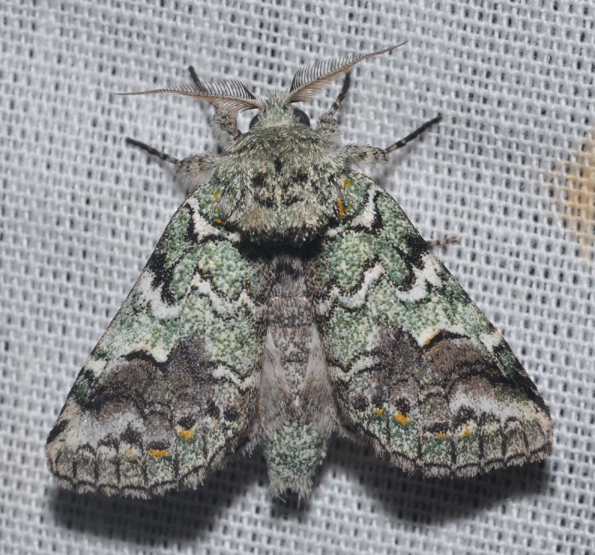 Litodonta (Litodonta)