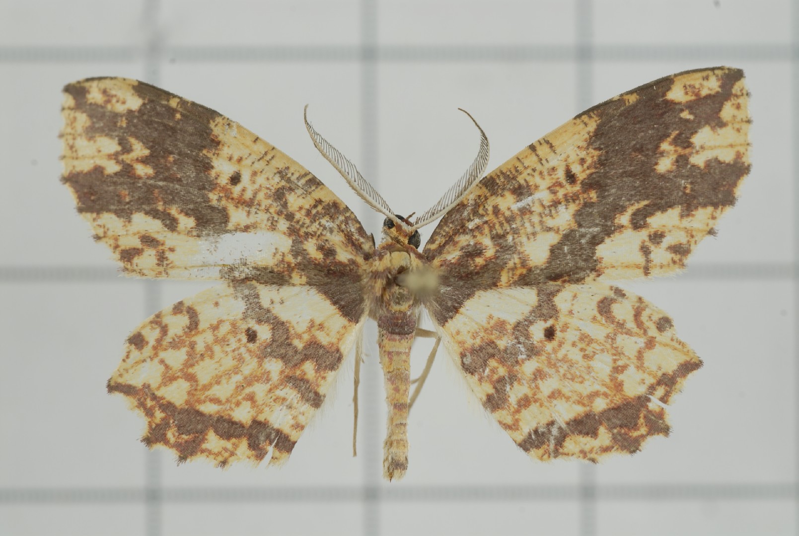 Yashmakia (Yashmakia)