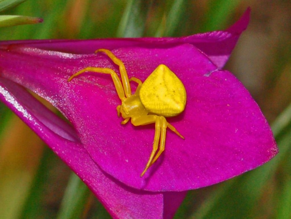 Flower crab spiders (Thomisus)