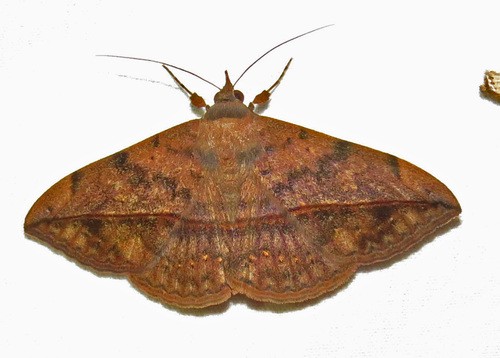 Anticarsia (Anticarsia)