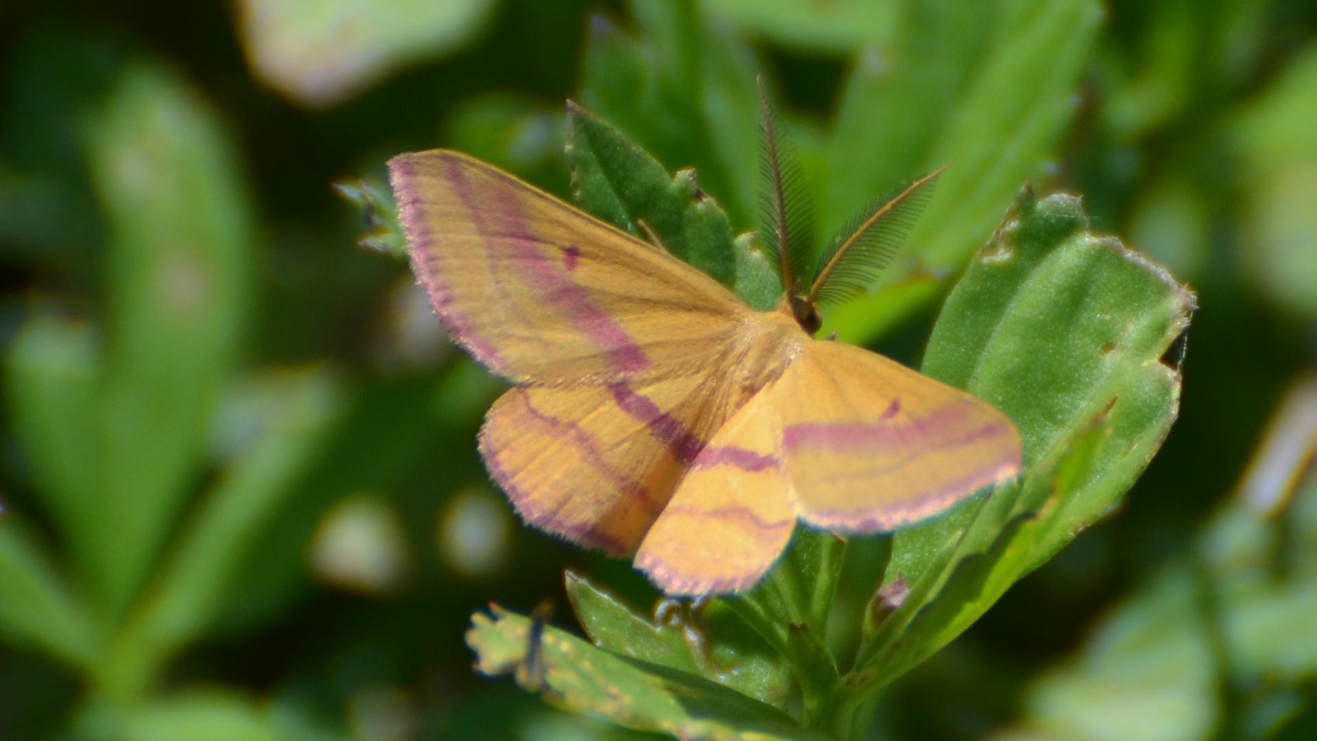 Haematopis (Haematopis)