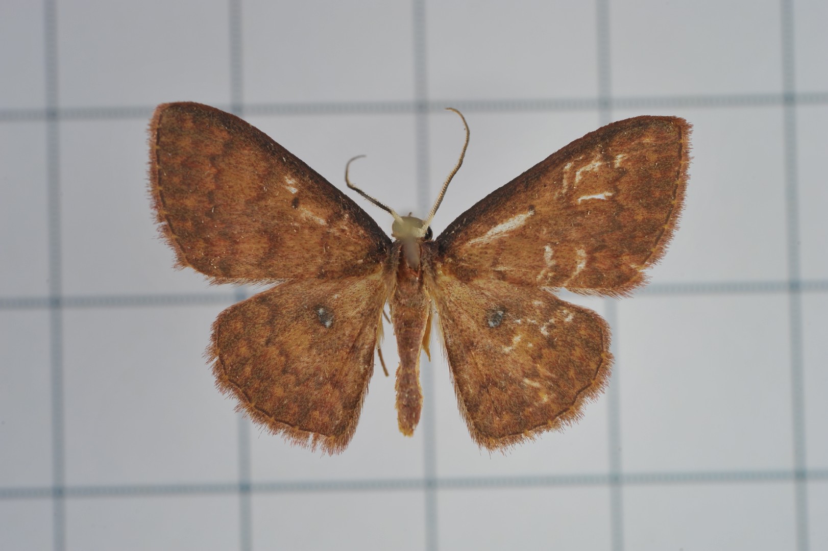 Organopoda (Organopoda)