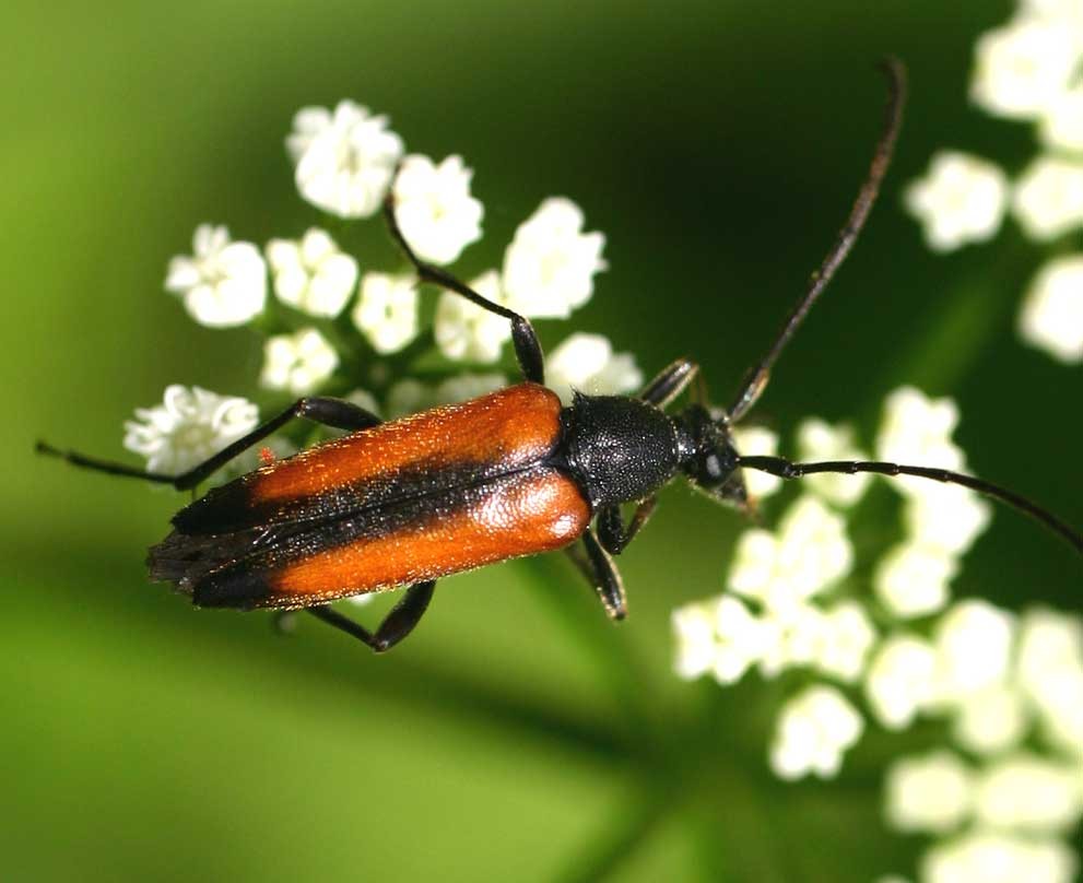 Stenurella (Stenurella)