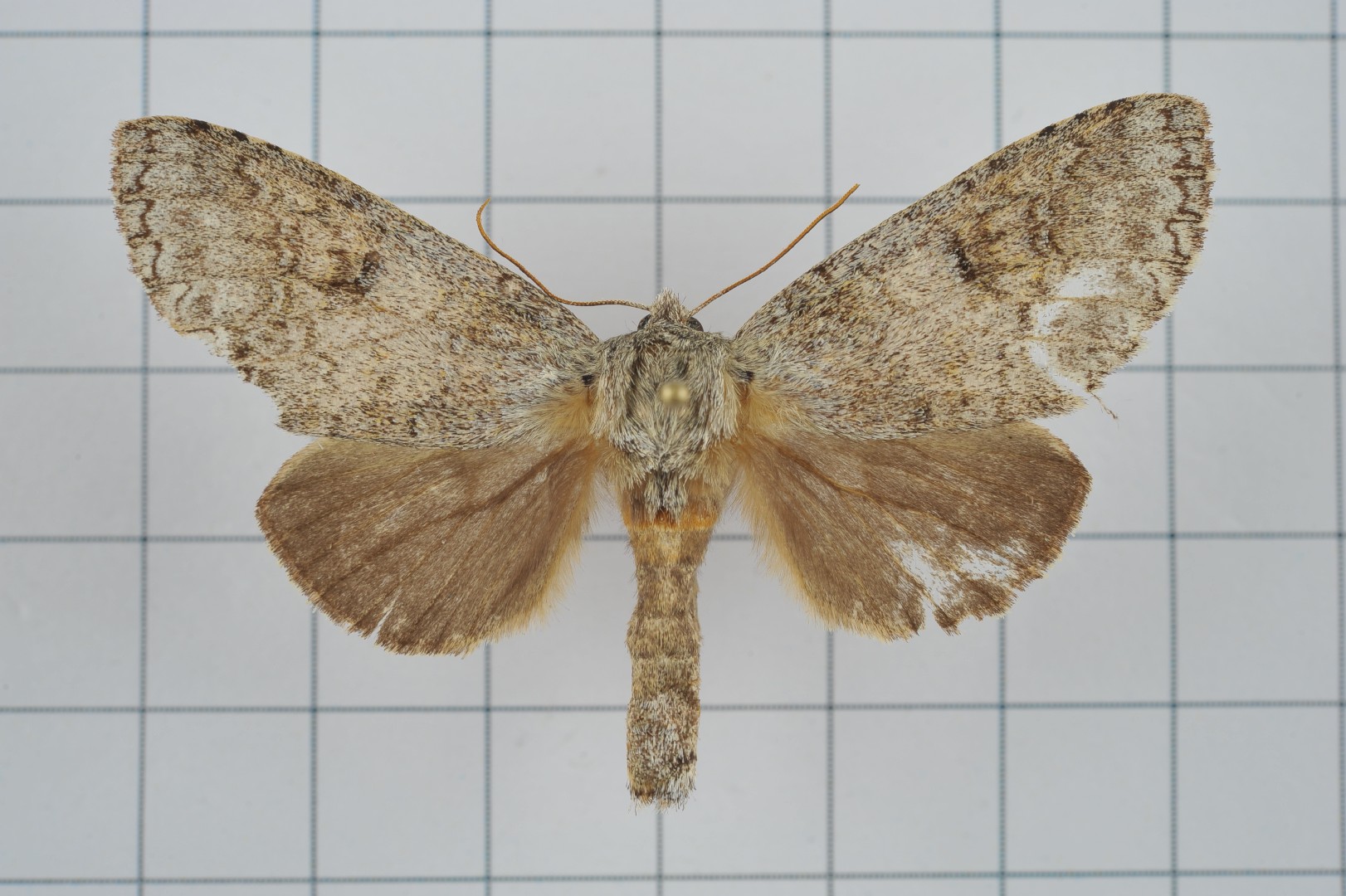 Mesophalera (Mesophalera)