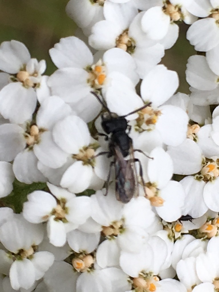 Panurginus (Panurginus)