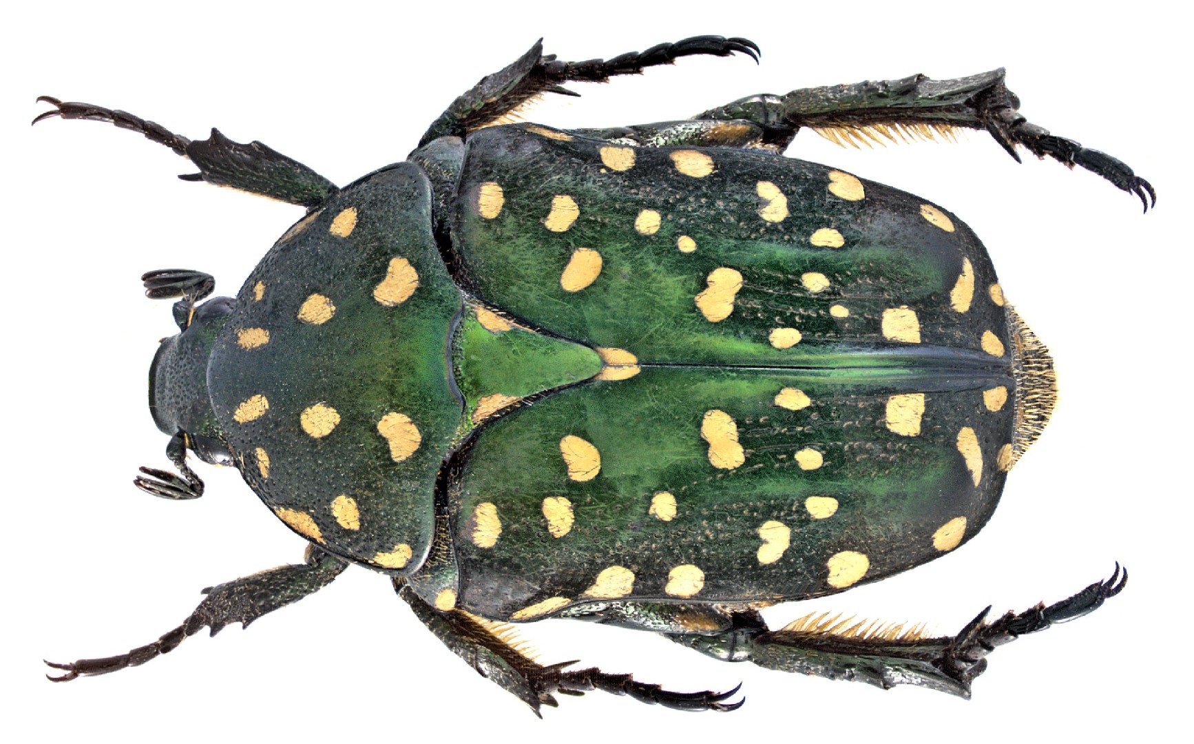 Protaetia niveoguttata