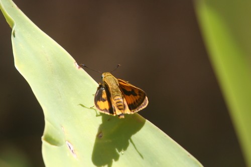 Yellow palm dart