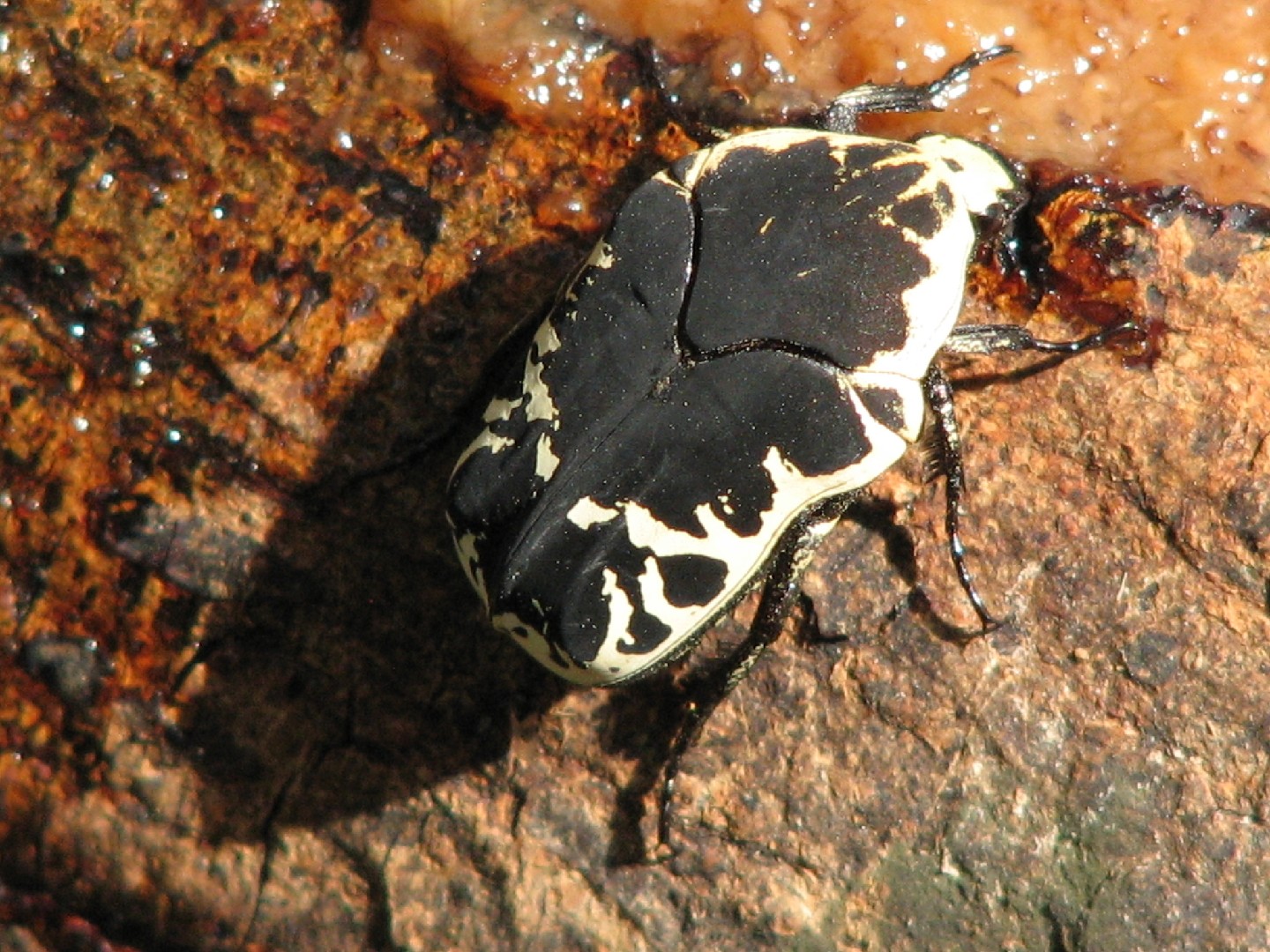 Flower beetles (Gymnetis)