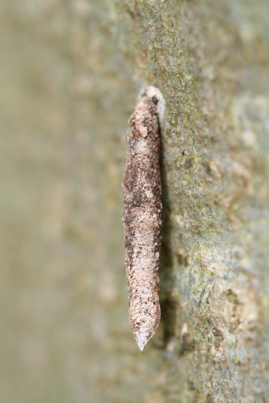 Taleporia (Taleporia)