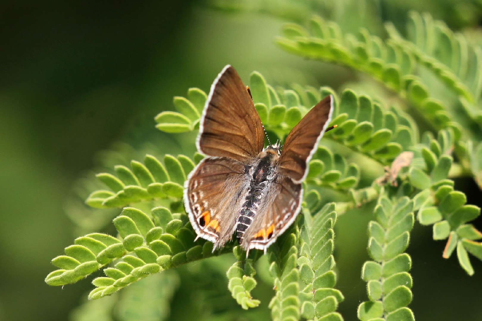 Black-striped hairtail