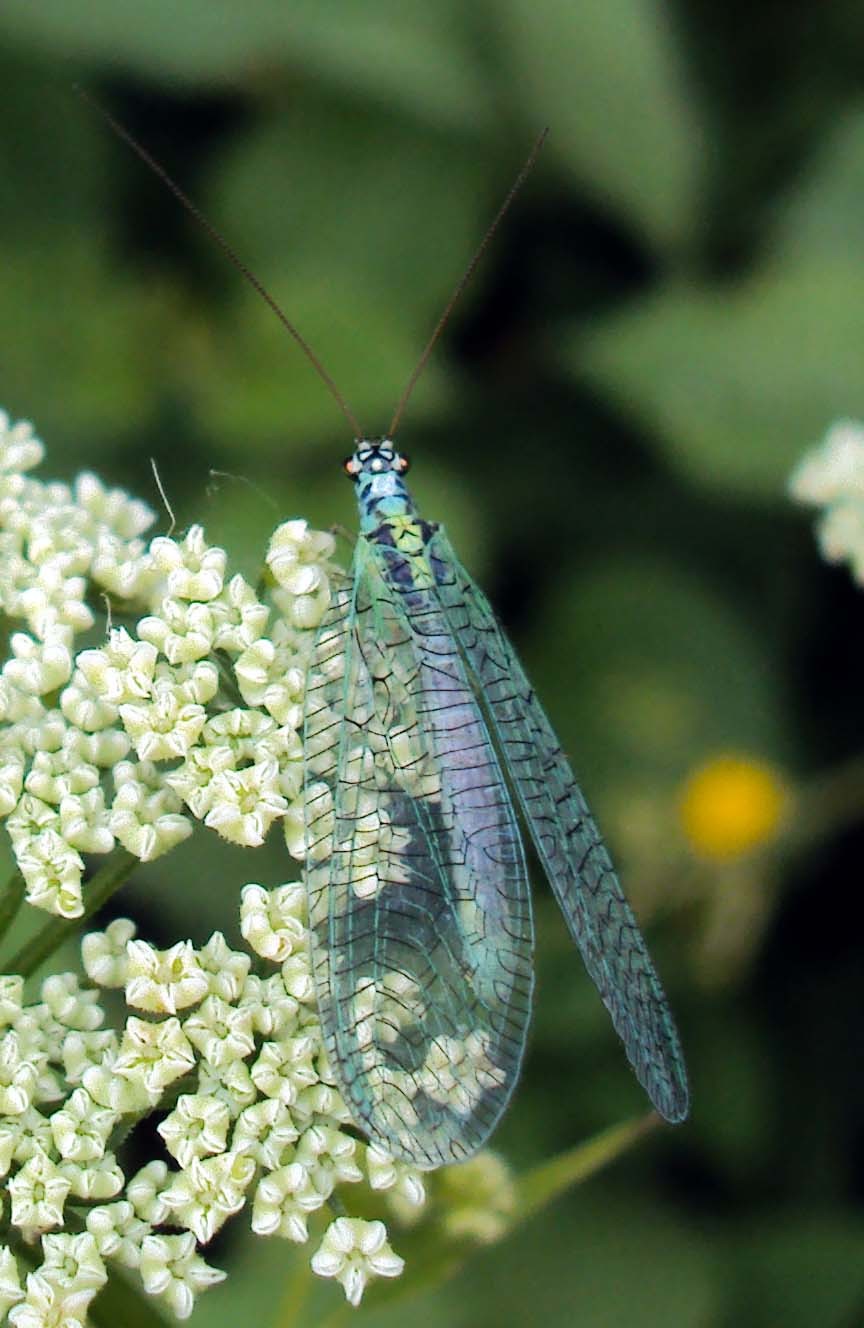 Обыкновенная златоглазка (Chrysoperla carnea) - Picture Insect