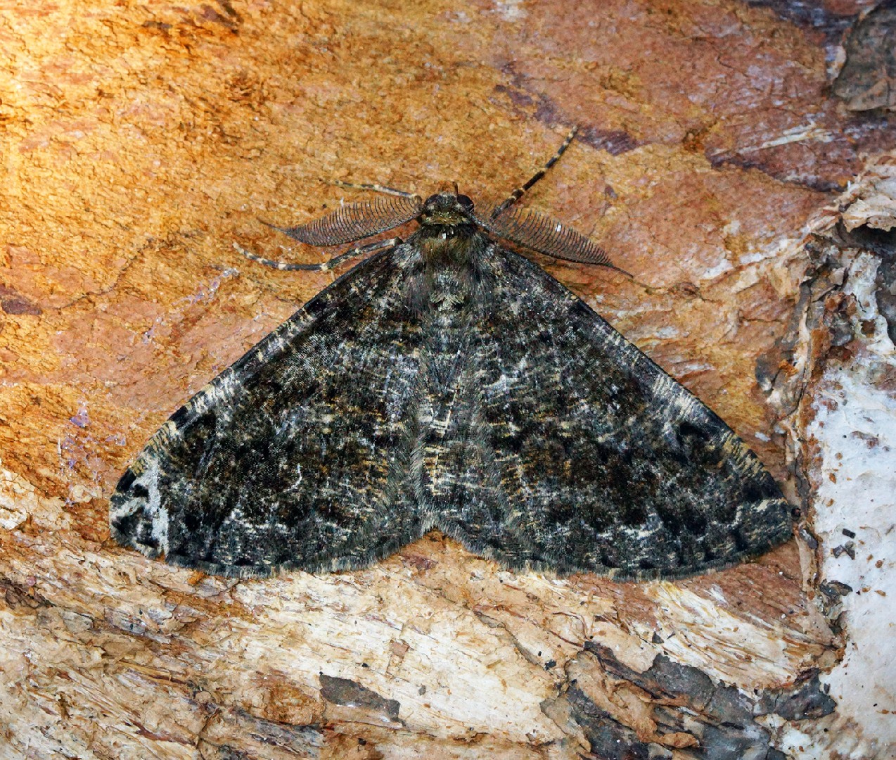 Deileptenia (Deileptenia)