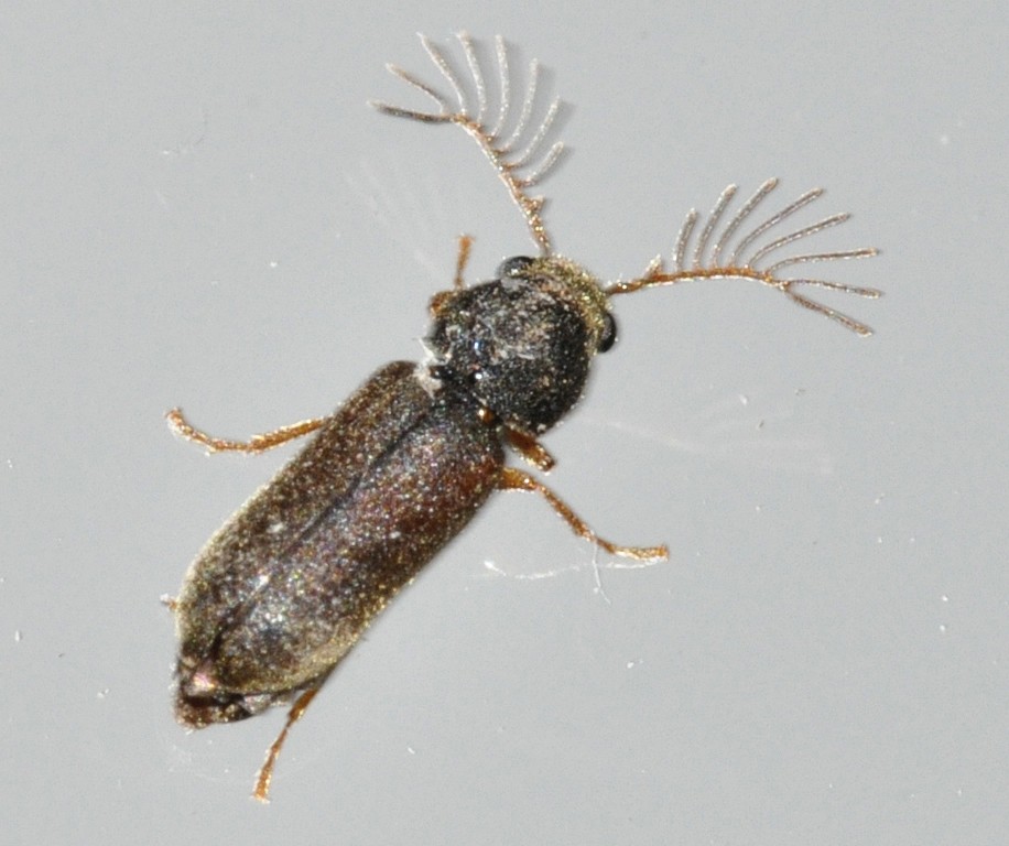 Death-watch beetles (Ptilinus)