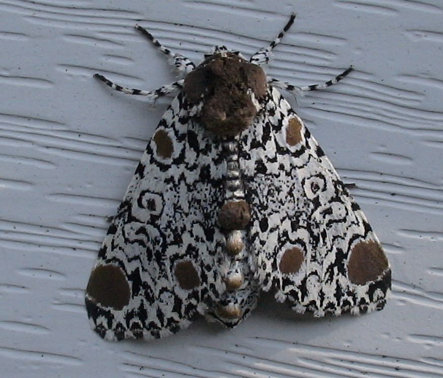 Harrisimemna (Harrisimemna)