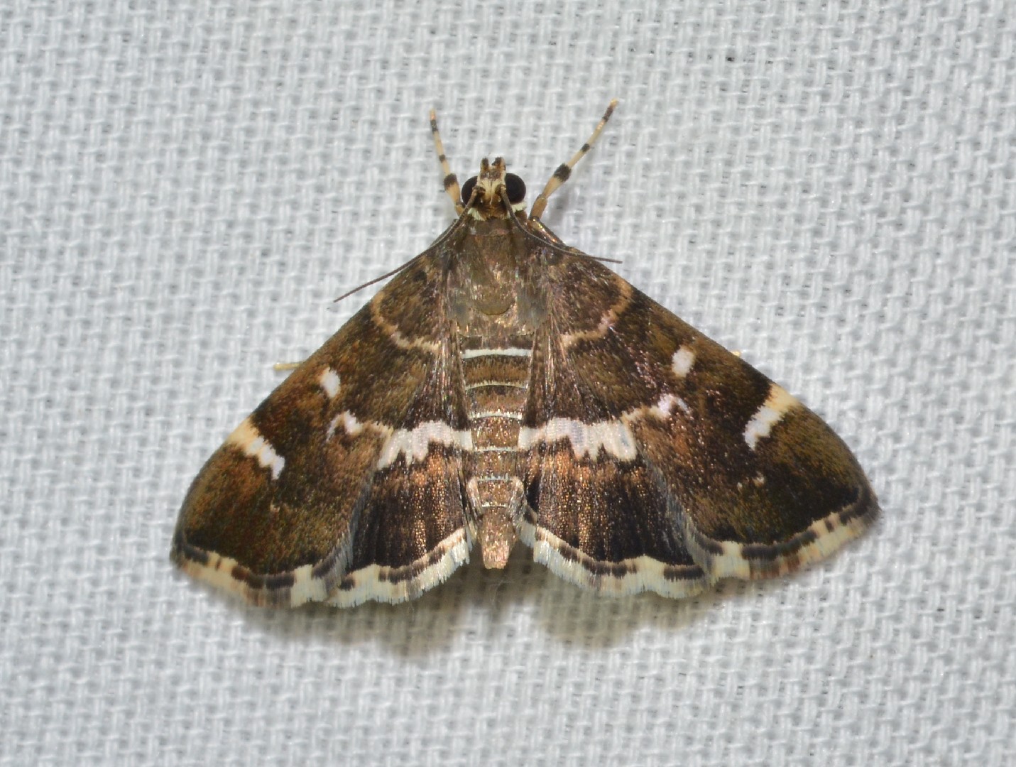 Spotted beet webworm moth