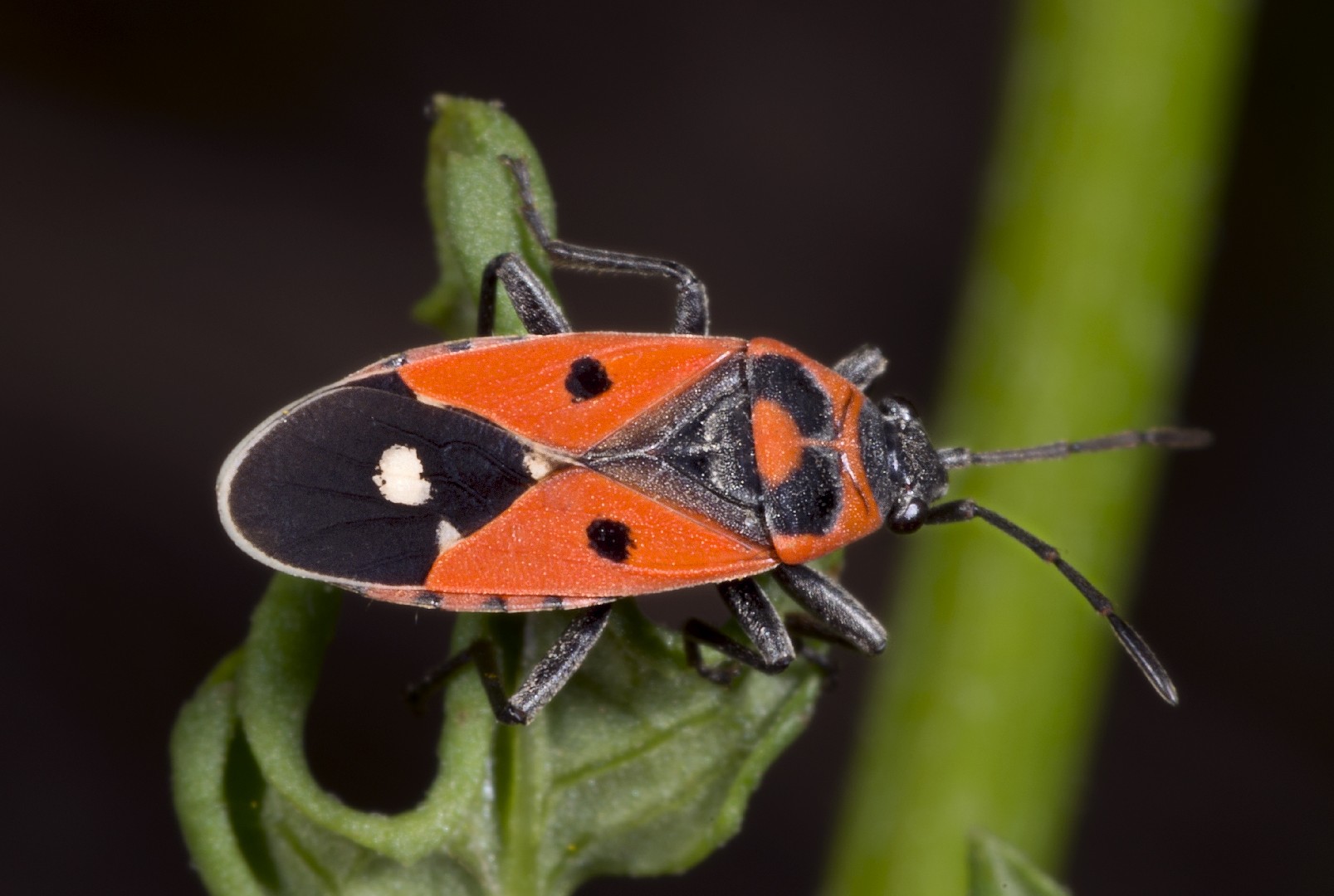 Melanocoryphus (Melanocoryphus)