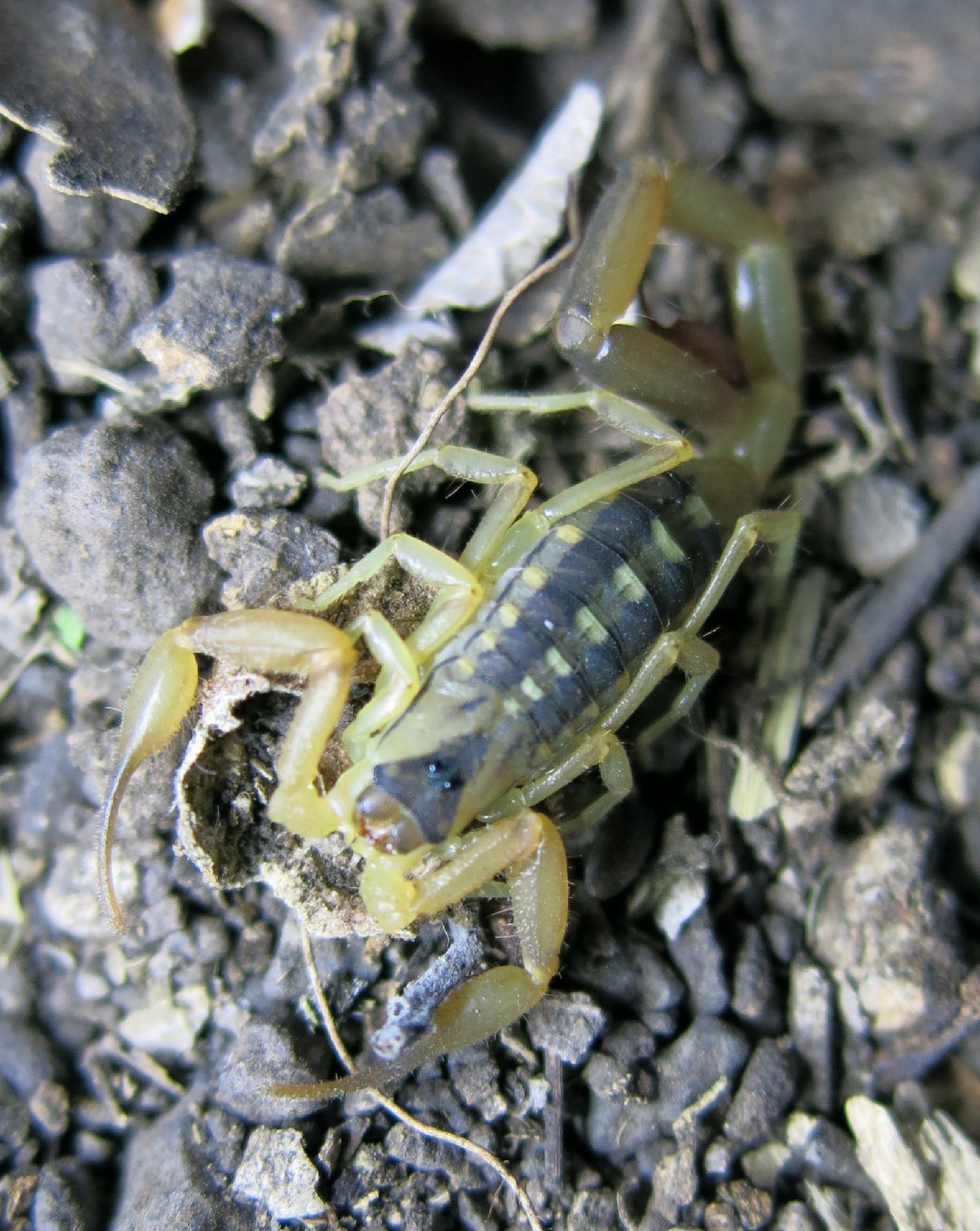 Lesser thick-tailed scorpions (Uroplectes)