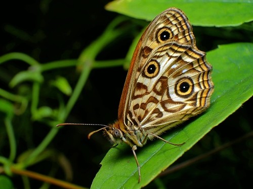 Geitoneura (Geitoneura) Picture Insect