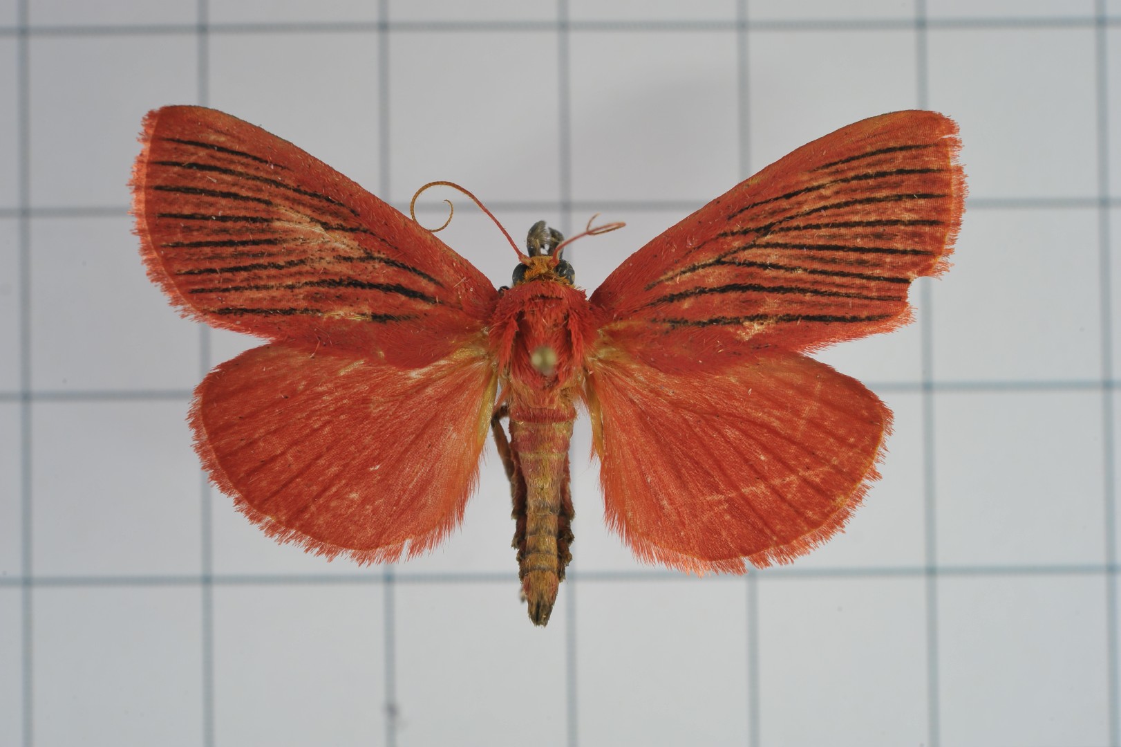 Arctioblepsis (Arctioblepsis)