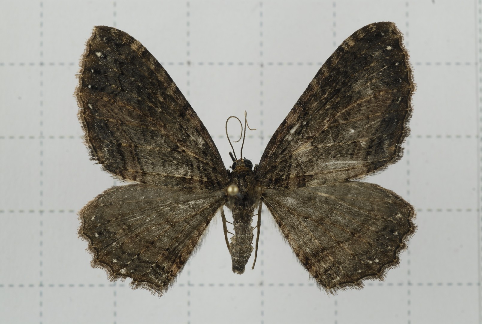 Telenomeuta (Telenomeuta)