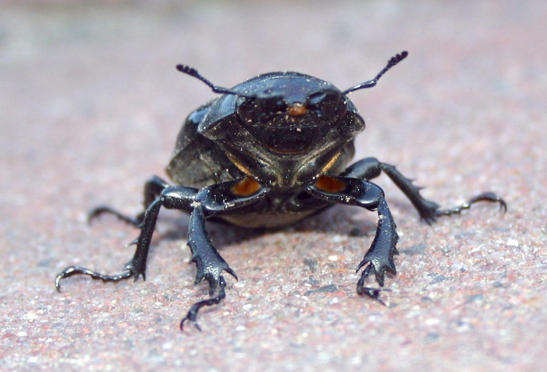 Жук-олень (Lucanus cervus) - Picture Insect