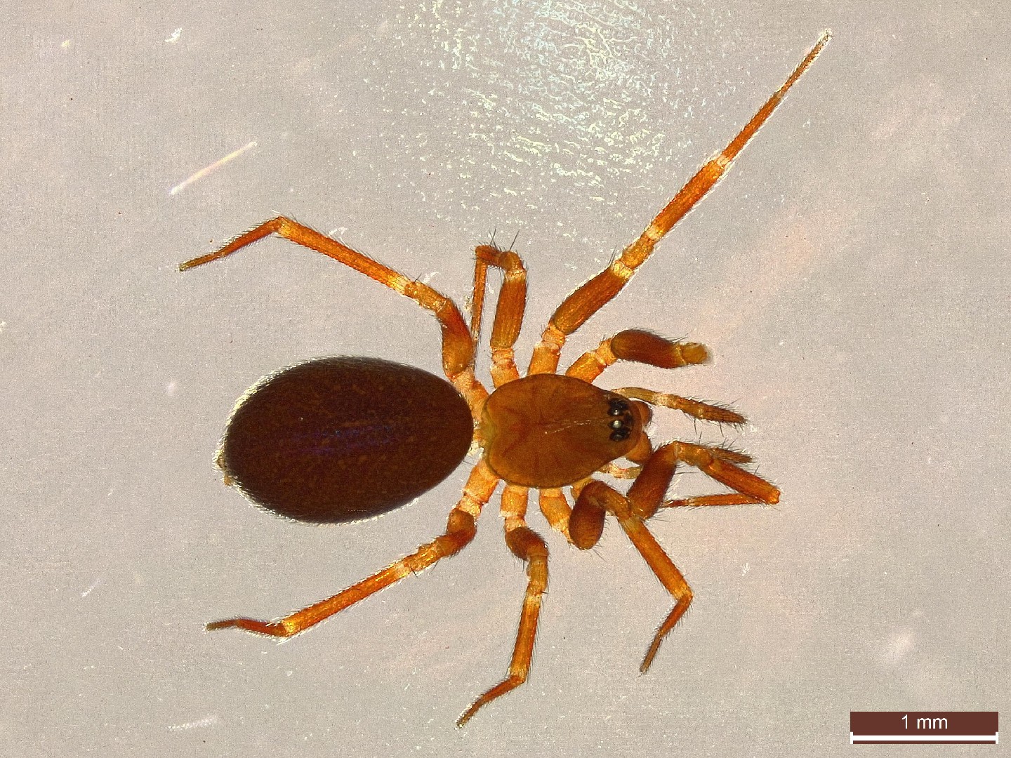 Microneta (Microneta)