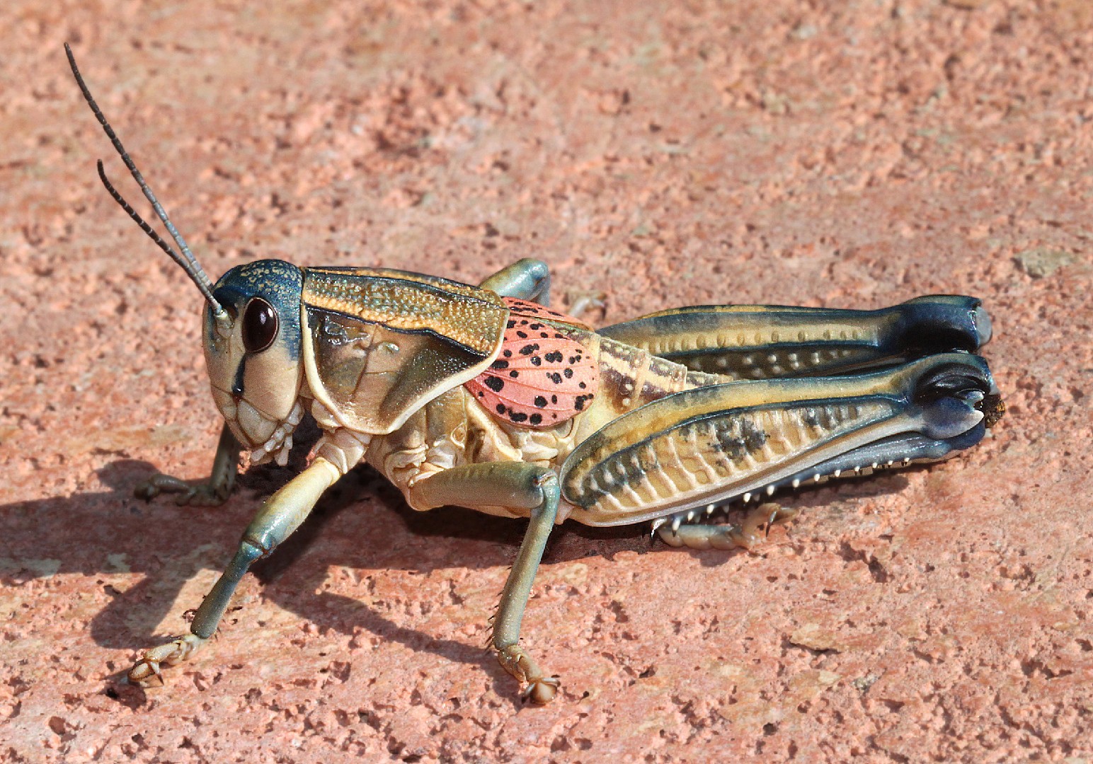 Brachystola (Brachystola)