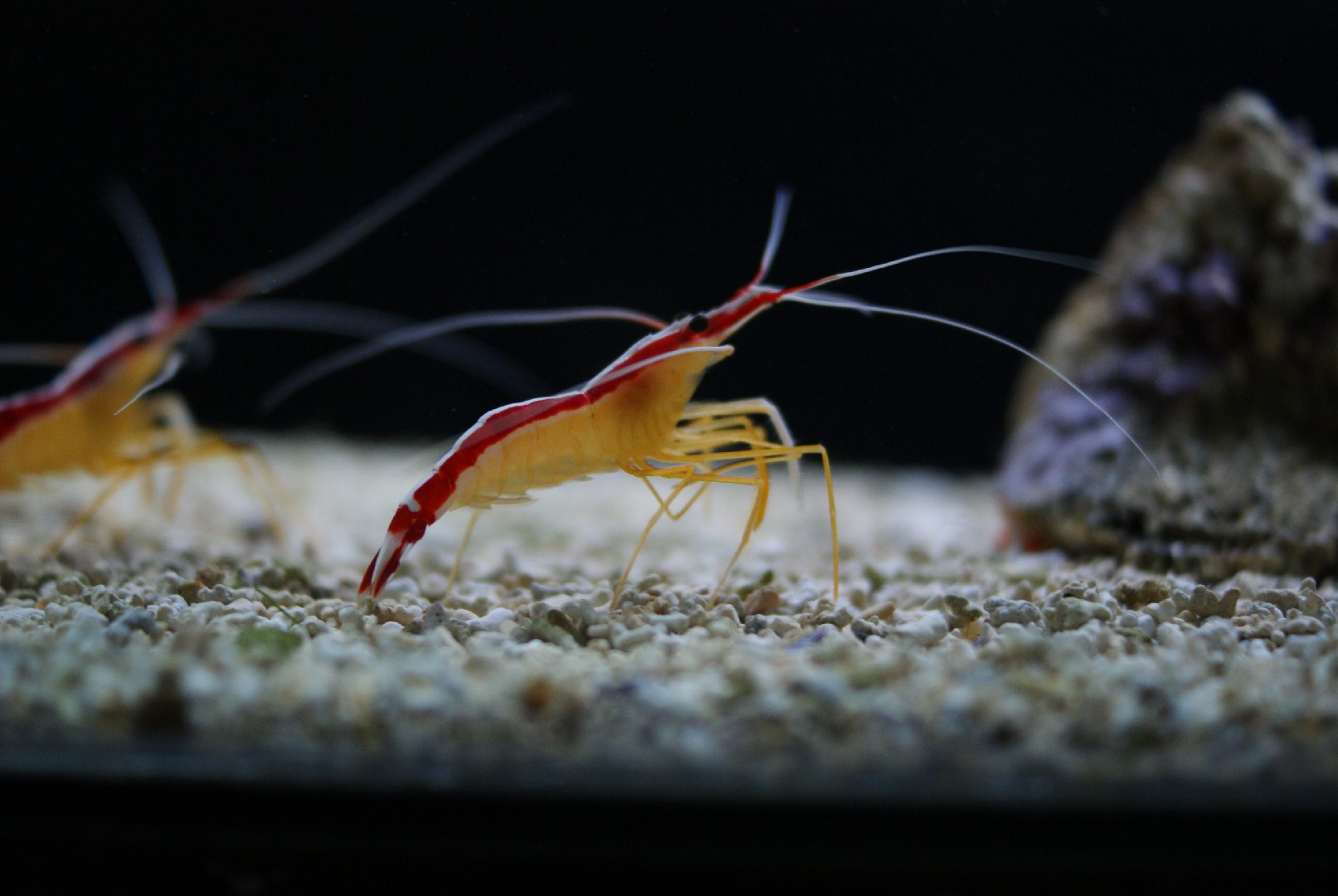Pacific cleaner shrimp