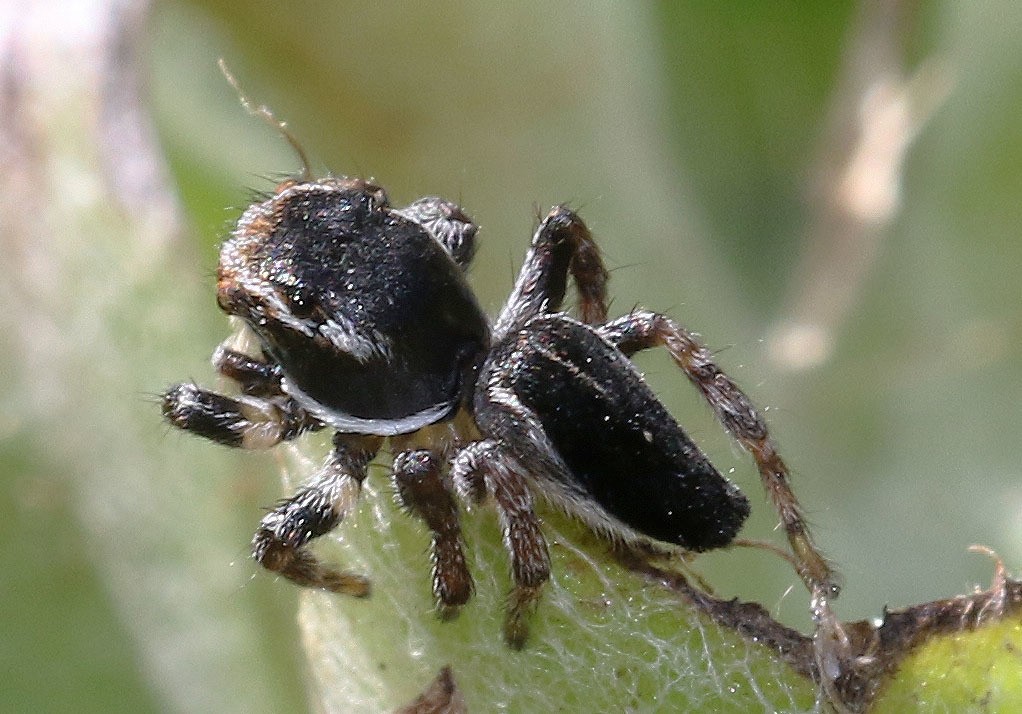 Aranhas-pavão (Maratus)