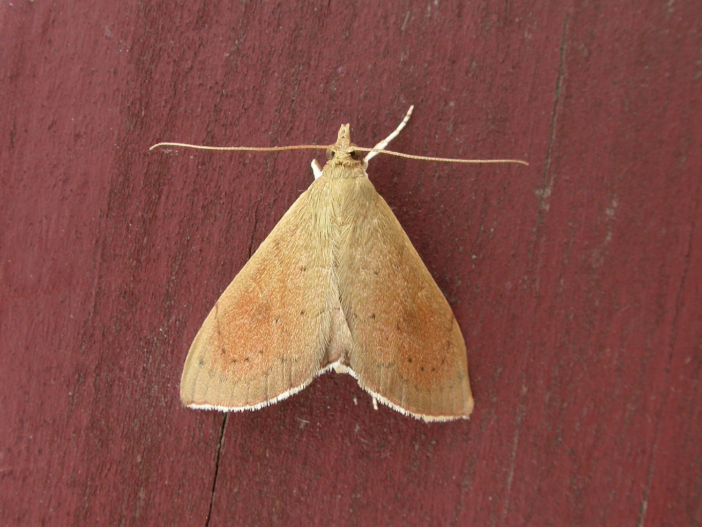 Hyalobathra (Hyalobathra)