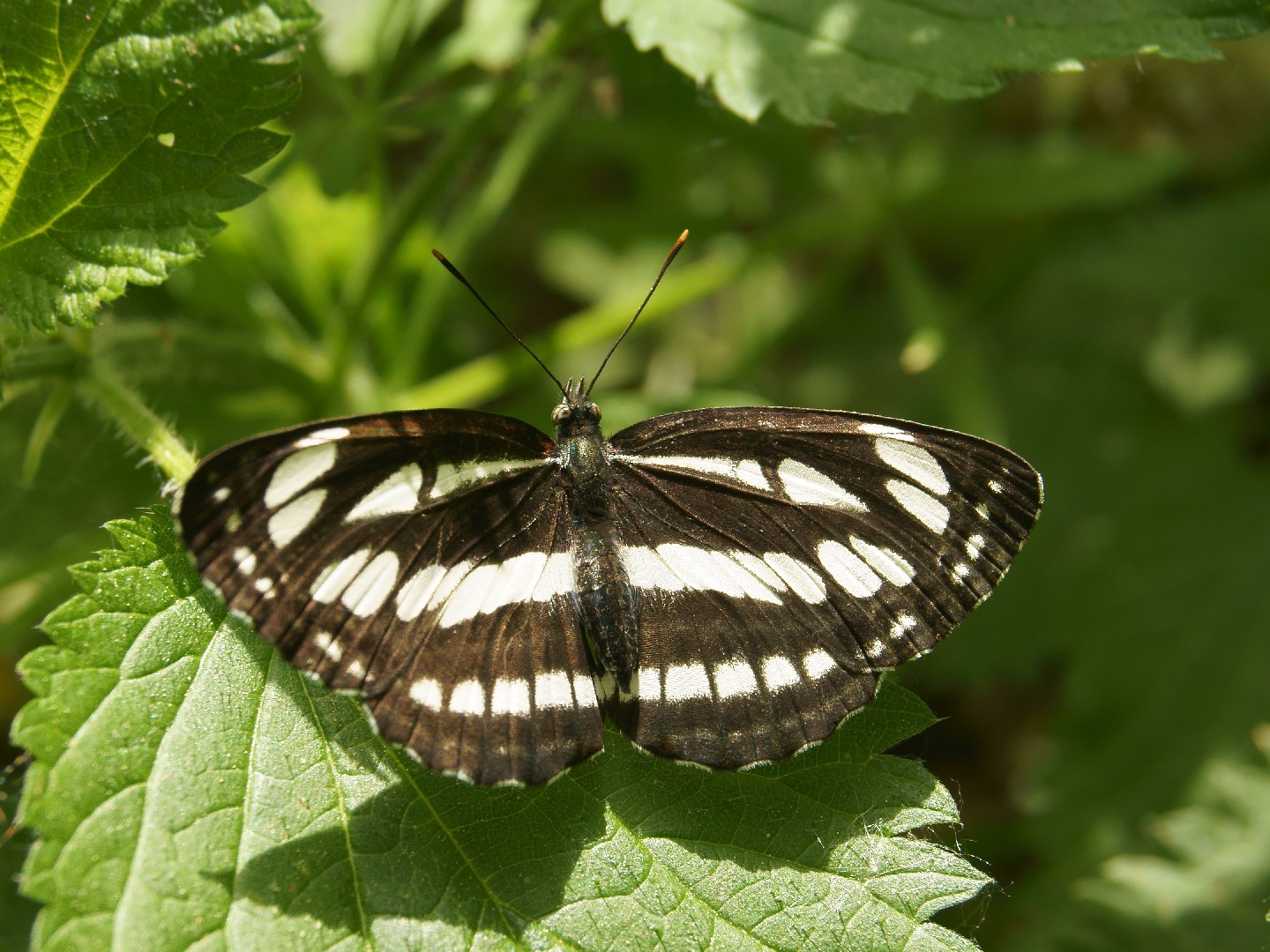 環蛺蝶屬 (Neptis)