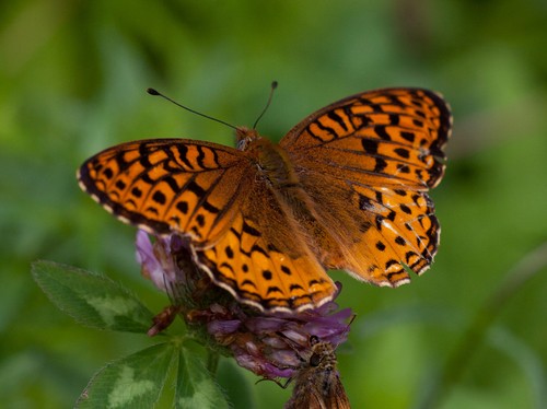 Atlantis fritillary