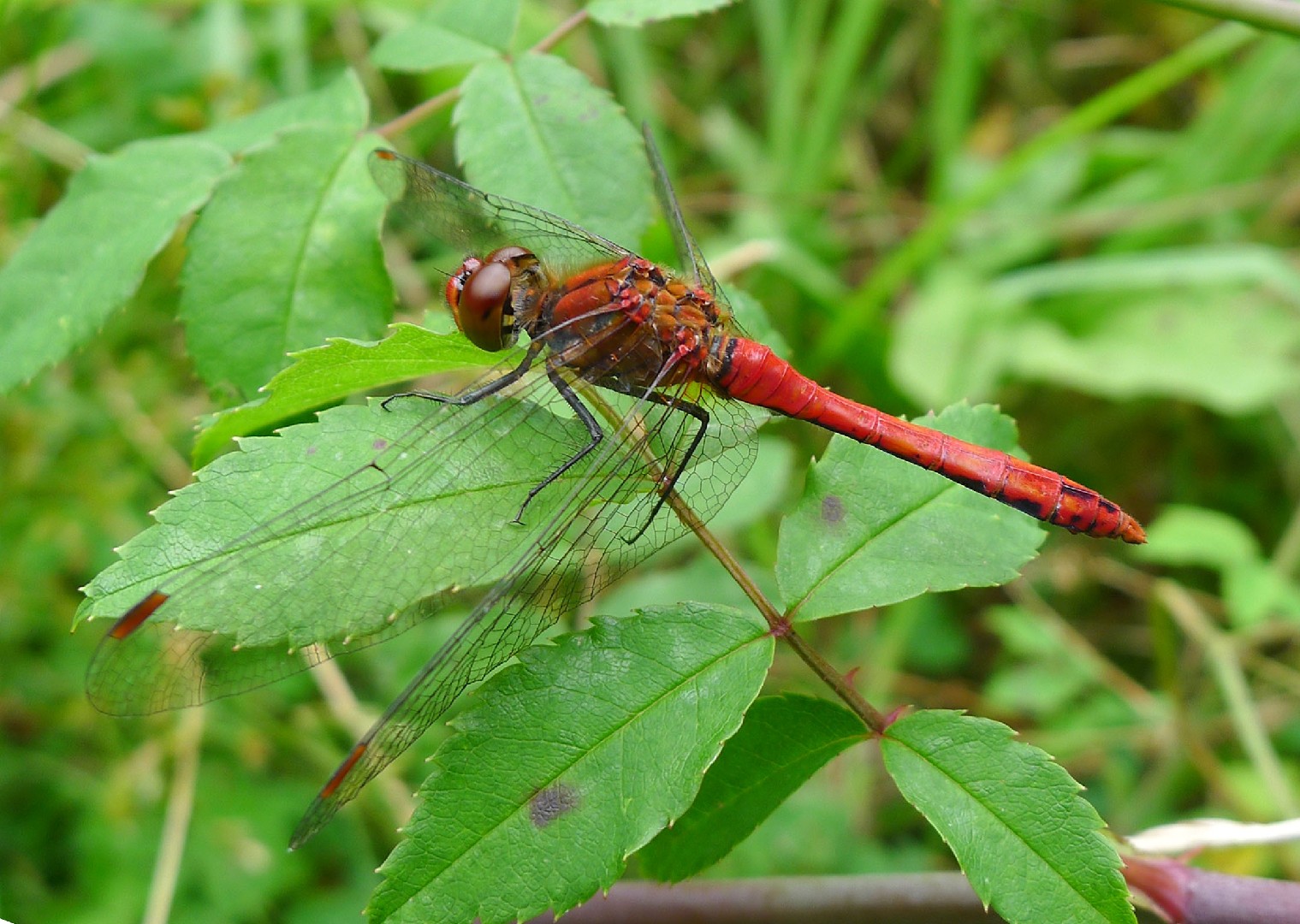 Стрекоза кровяная (Sympetrum sanguineum) - Picture Insect