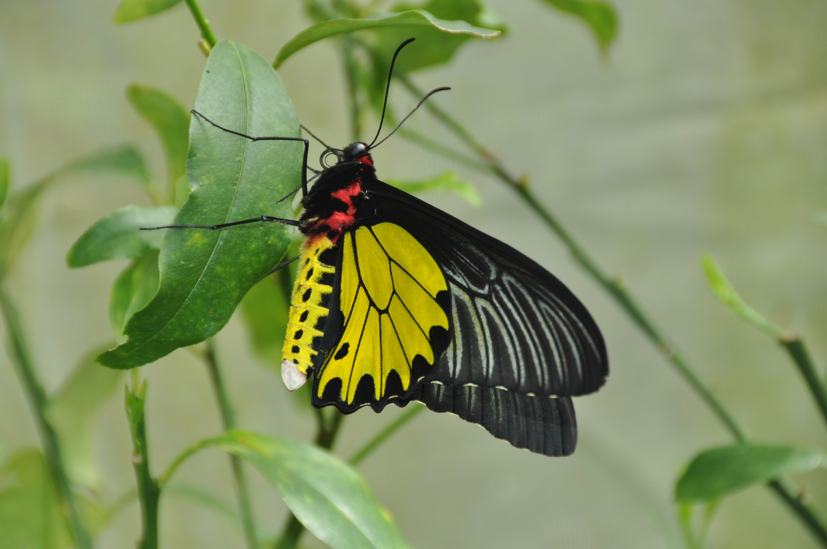 キシタアゲハ (Troides aeacus) - Picture Insect