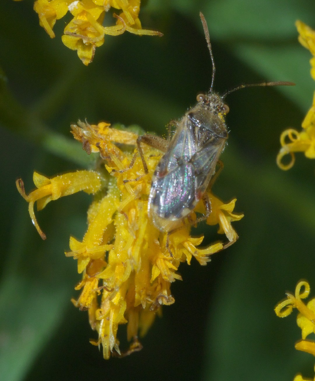 Жук травяной гиалоидный (Liorhyssus hyalinus) - Picture Insect