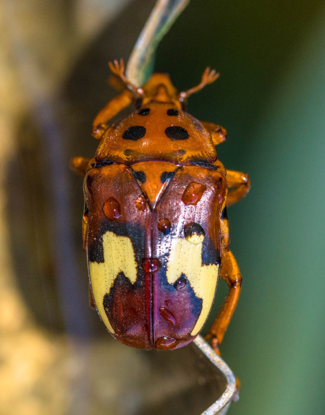 Anisorrhina (Anisorrhina)