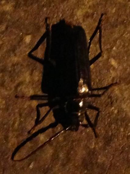 Derobrachus (Derobrachus)