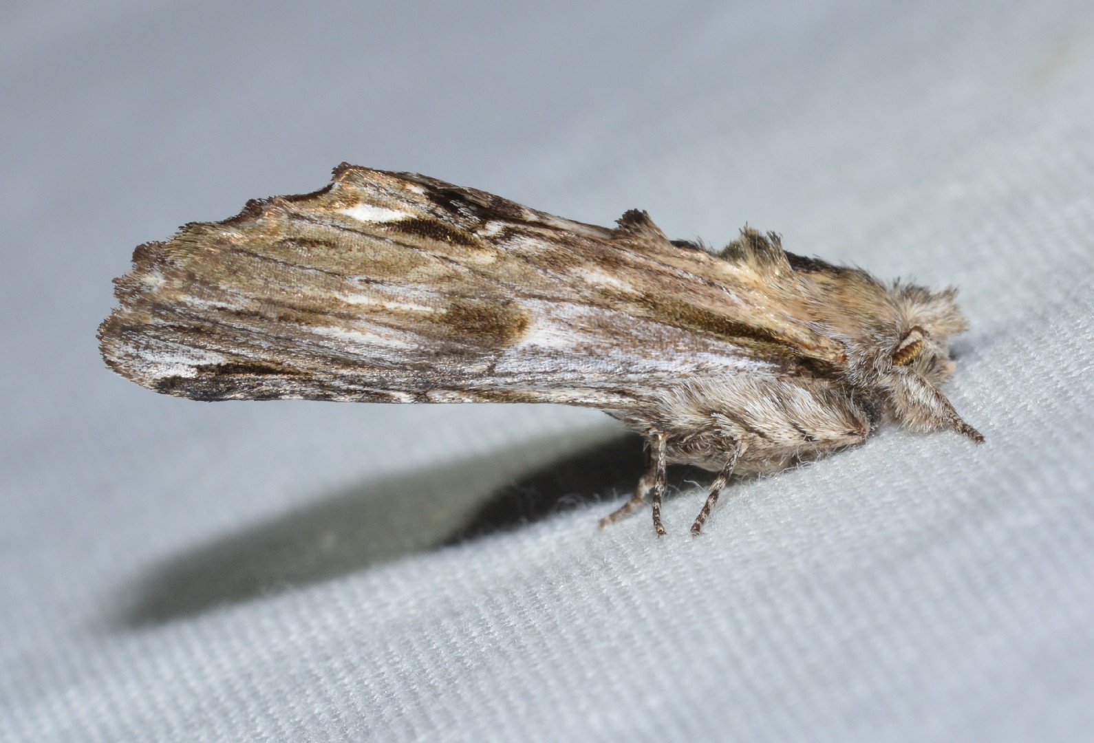 Oligocentria (Oligocentria)