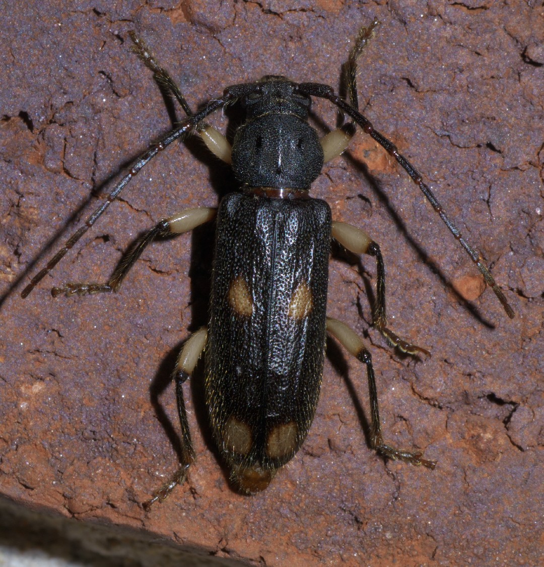 Tylonotus (Tylonotus)