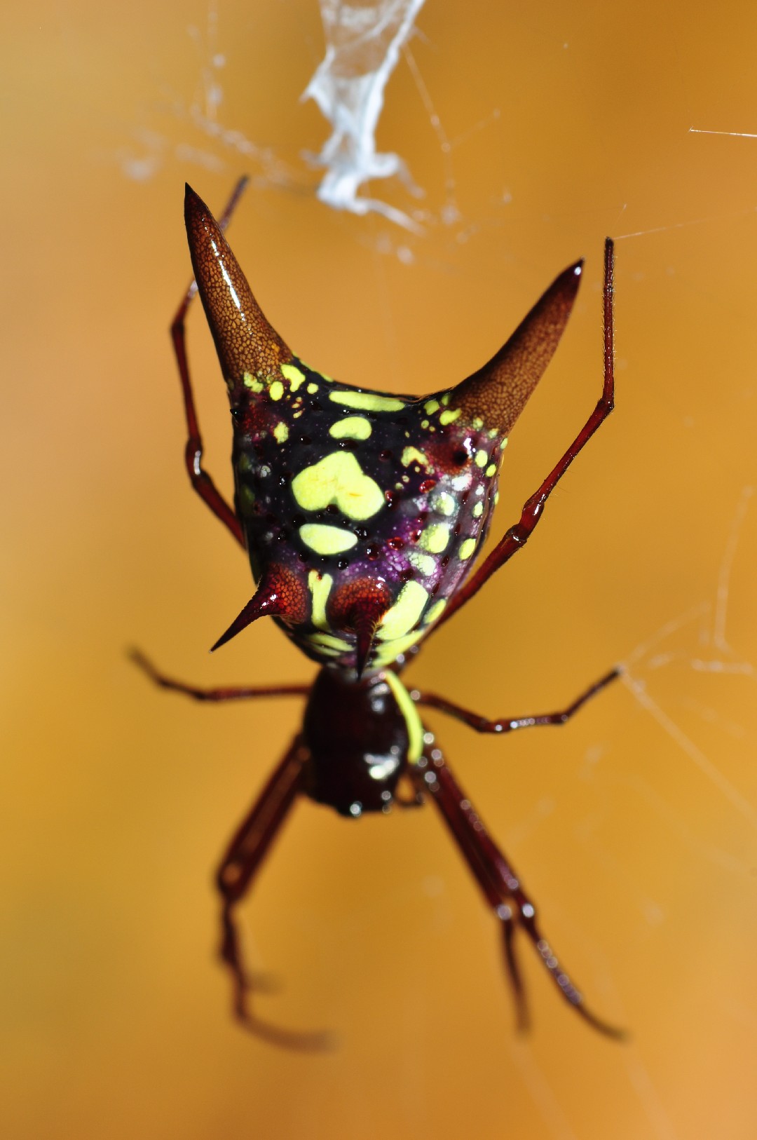 Orb weavers