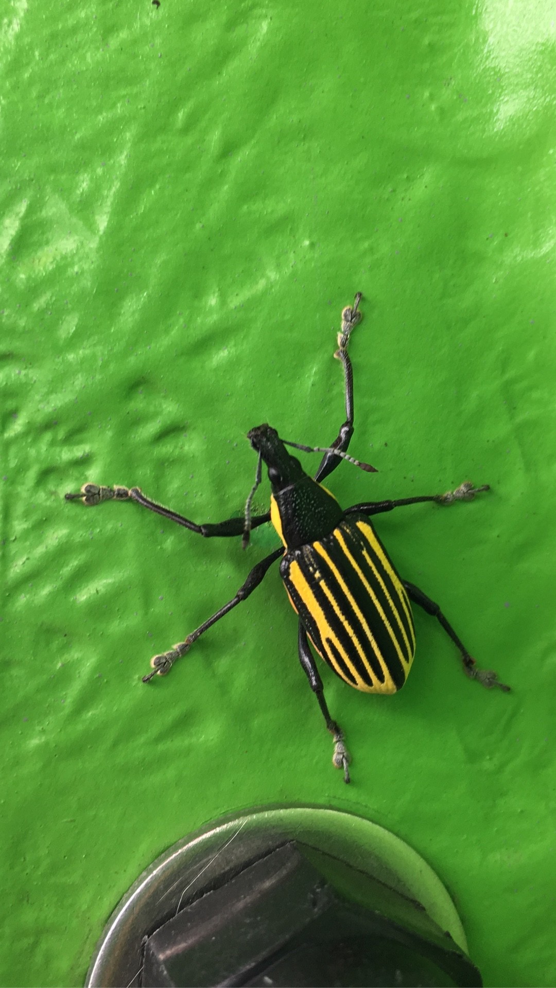 Diaprepes root weevil