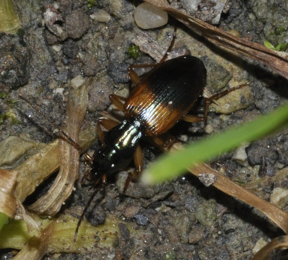 Anchomenus (Anchomenus)