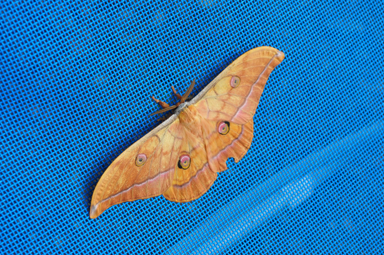  дубовая павлиноглазка (Antheraea yamamai) - Picture Insect