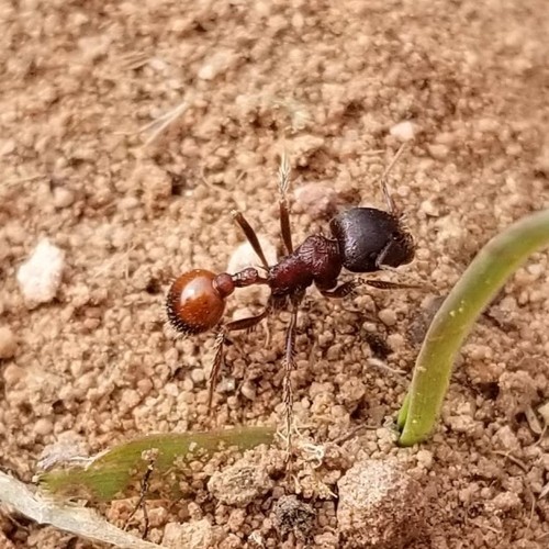 Hormigas Reina Vivas Cosechadoras Rojas