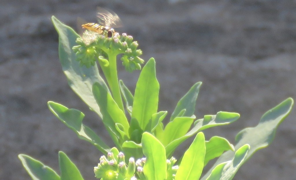 Allograpta (Allograpta)