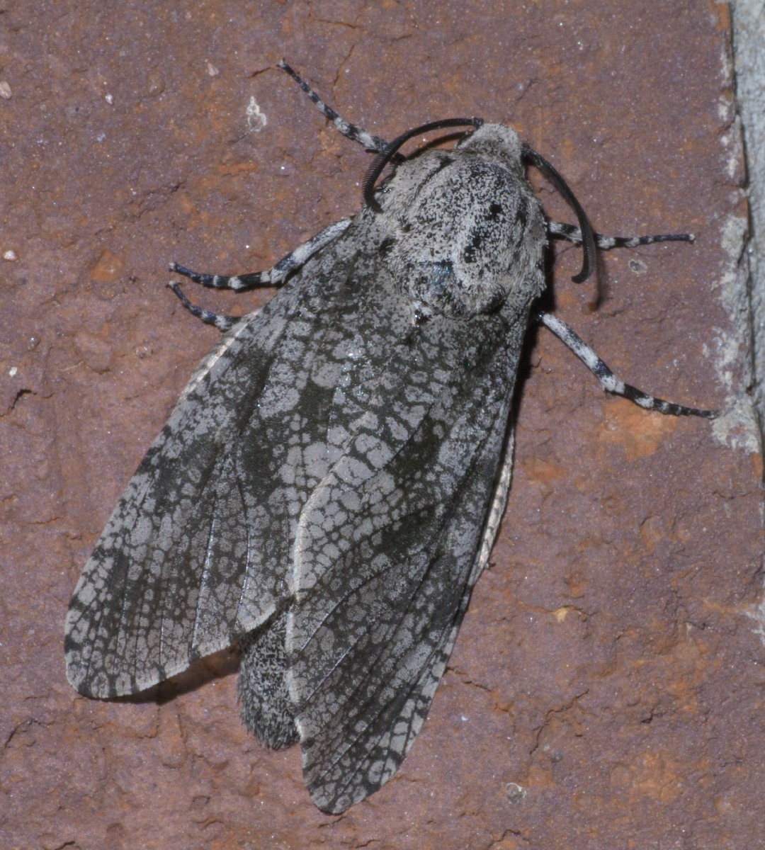 Prionoxystus (Prionoxystus)